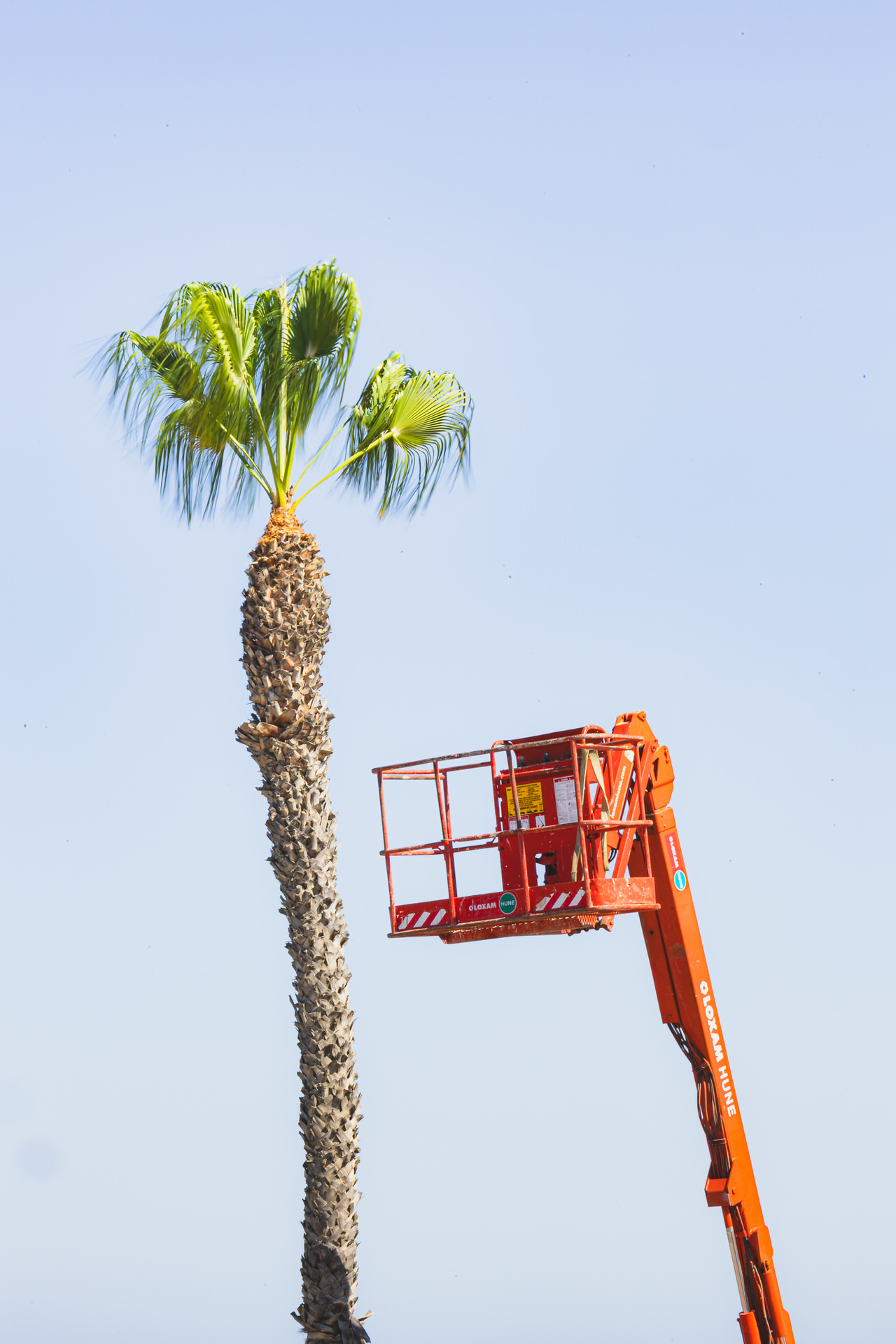 196 Leon Plecitytwo trees