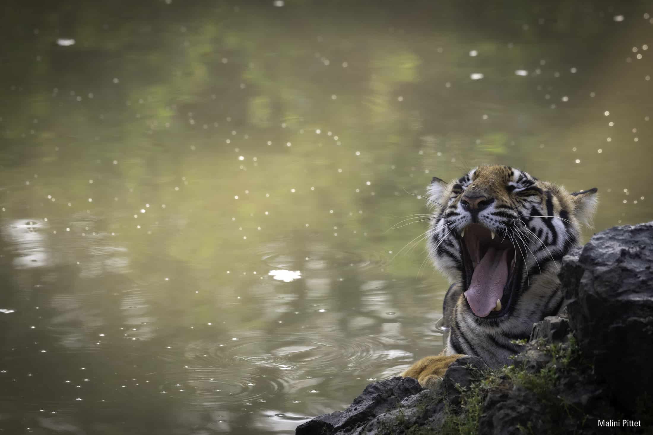 Tierfotografie Ausrüstungsempfehlungen - Tiger von Malini Pittet